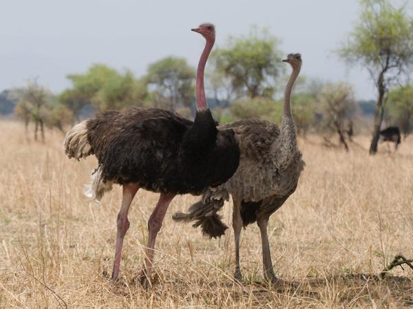 <h3><a href="/trips/tanzania/biota/animalia/chordata/aves/002 struthioniformes/001 struthionidae/struthio camelus/struthio camelus-nl.html">Struthio&nbsp;camelus</a> / Common&nbsp;ostrich / Struisvogel</h3>OM-1 Mark II met OLYMPUS M.150-400mm F4.5 TC, 1/2000 sec  bij F5.6, ISO 640, afstand 39.5&nbsp;m